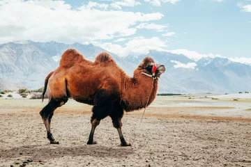 Wall murals Camel Double hump camel walking in the desert in Nubra Valley, Ladakh, India