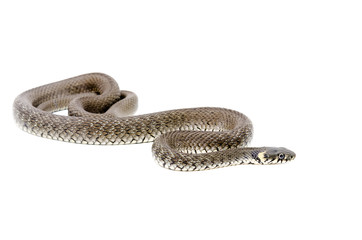 Creeping snake isolated on white background