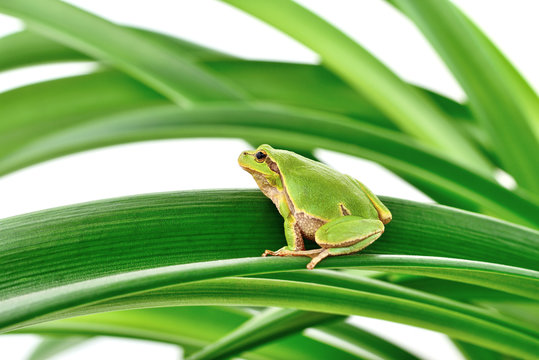 frog sitting on a leaf