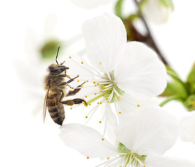Honeybee and white flowers
