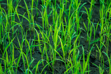 Tons of rice and rice paddies.