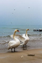 Obraz premium Swans on the Baltic sea