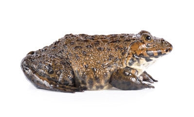frog on white background