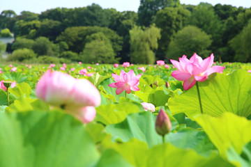 Lotus flowers at Shinobazu Pond in Tokyo