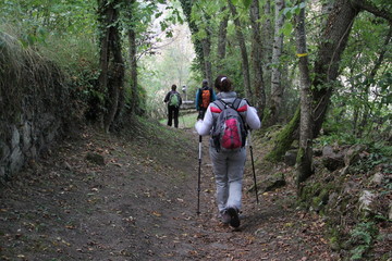 Obraz premium chemin creux en Auvergne