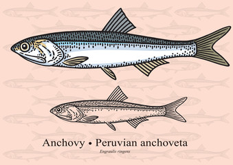 Naklejka premium Anchovy, Peruvian anchoveta. Vector illustration for artwork in small sizes. Suitable for graphic and packaging design, educational examples, web, etc.