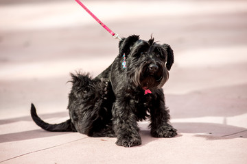 Giant Schnauzer Puppy Scratching fleas in the park
