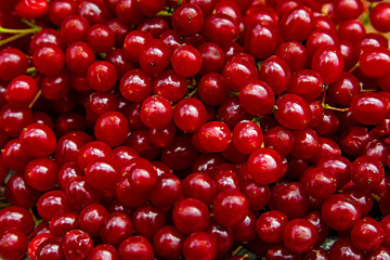 Viburnum. Close-up. Background