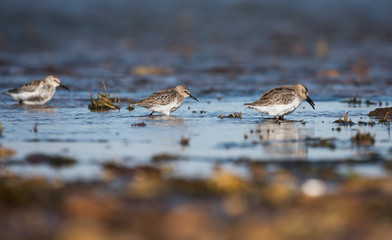 Dunlin, Calidris alpine