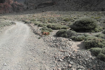Volcano Teide on island Tenerife