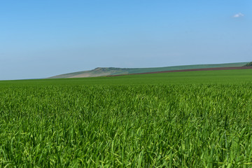 Obraz premium oat field mountains agriculture