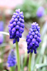 Two tender grape hyacinth flowers