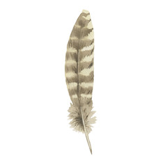 Watercolor bird feather from wing isolated. Aquarelle wild flower could be used for background, texture, wrapper pattern, frame or border.