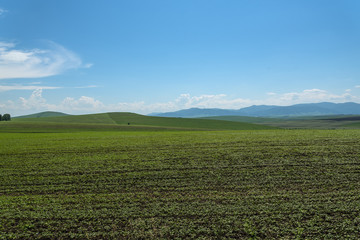 Fototapeta na wymiar oat field mountains agriculture