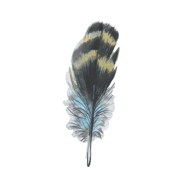Watercolor bird feather from wing isolated. Aquarelle wild flower could be used for background, texture, wrapper pattern, frame or border.