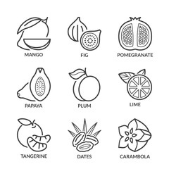 basic fruits thin line icons 3 with text