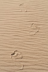 The human foot on the sand 7