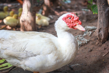 ducks