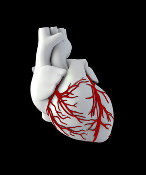 Illustraton Anatomy of Human Heart - Isolated on black