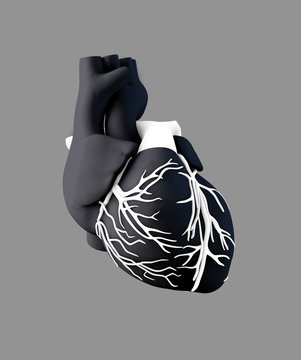 Illustraton Anatomy of Human Heart - Isolated on gray