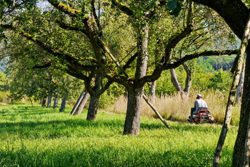M&auml;harbeiten im Streuobstgebiet