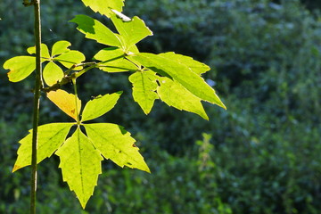 Ranke von Wildem Wein, vitis vinifera