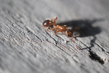 Macro image ant natural habitat, detailed view of body, head and eyes