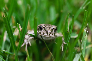 Common european water frog amphibian toad green grass background detail macro view