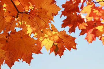 branch with bright red and yellow autumn maple leaves in Park on blue sky background