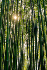 Bamboo forest at sunset