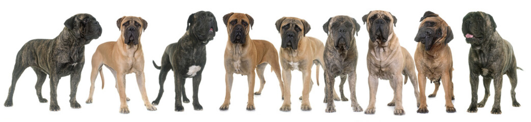 Obraz premium bull mastiffs in studio
