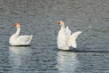 two waterfowl geese on blue lake spread its wings