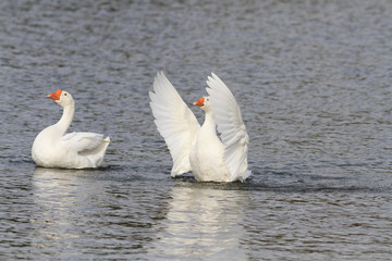 two white goose swimming on a lake with its wings outstretched