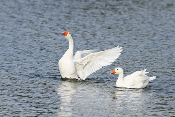 two white goose swimming on a lake with its wings outstretched