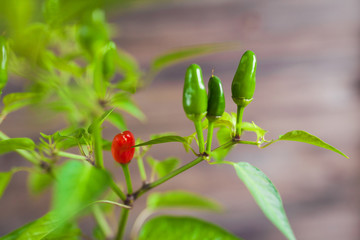 Red and green chili peppers on a branch