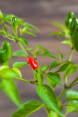 Red and green chili peppers on a branch