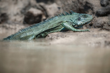 Wild green iguana close up in the nature habitat, wild brasil, brasilian wildlife, pantanal, green jungle, iguana iguana