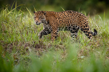 American jaguar female in the nature habitat, panthera onca, wild brasil, brasilian wildlife,...