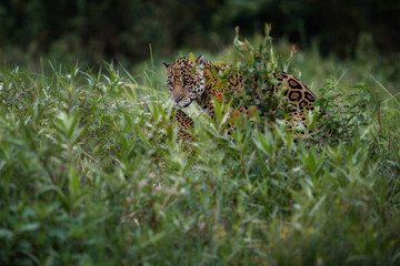 American jaguars mating in the nature habitat, panthera onca, wild brasil, brasilian wildlife, pantanal, green jungle, big cats, making love