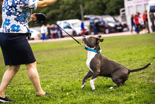 Cute dog working on leash training