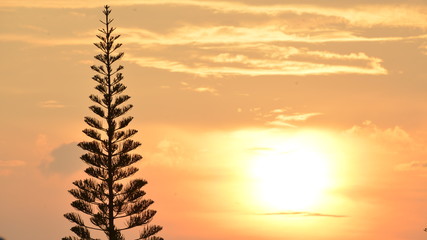 Fototapeta na wymiar pine silhouette , have background is sunset