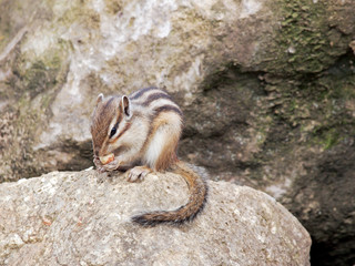 岩の上でランチ中のリス / Lunchtime of a chipmunk
