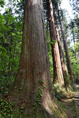 羽黒山の杉並木 ／...