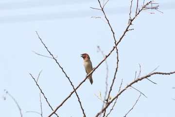 Scaly-breasted Munia on the dry branch with blurry blue sky background at the morning.