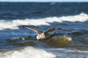 seagulls flying over blue sea 2