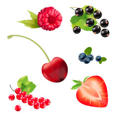 realistic berries, vector graphics,
