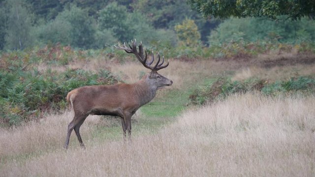 Red Deer Stag During Rut in Bushy Park
