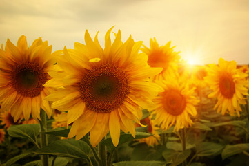 Fototapeta premium sunflowers and sun