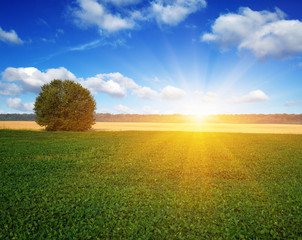 green grass and tree