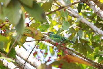 Barbet on the branch. It's finding a seed for its. 